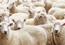 Illusions Of Freedom